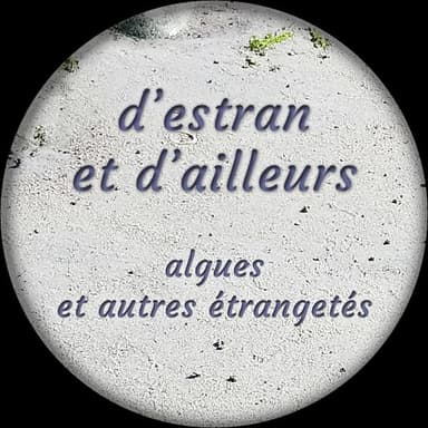 D'estran et d'ailleurs
